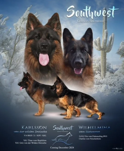 Southwest German Shepherds-Recent Litters